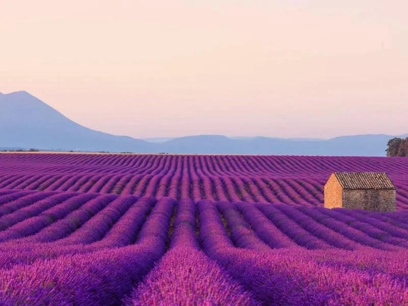 Ảnh lavender Pháp đẹp rực rỡ và thơ mộng
