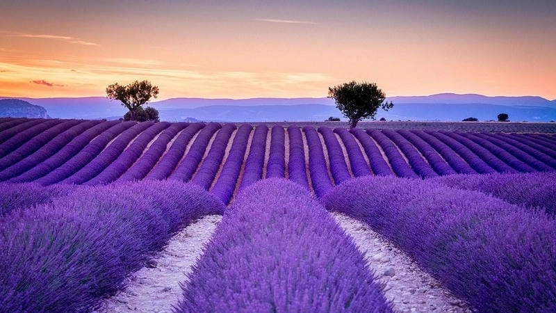 Những cánh đồng lavender nổi tiếng ở Pháp đẹp như tranh vẽ