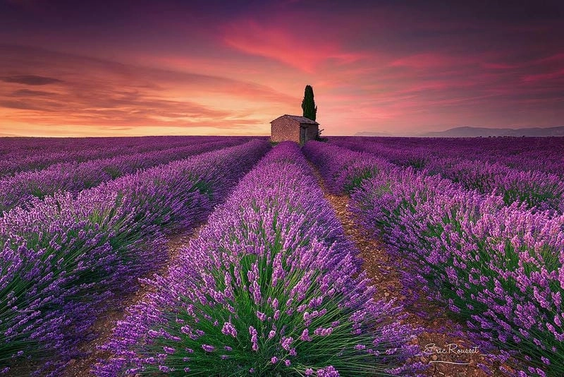 Hoàng hôn Aix-en-Provence lãng mạn bên những cánh đồng lavender