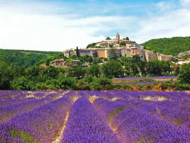 Hoa lavender nở rộ khắp nơi trên đất Pháp