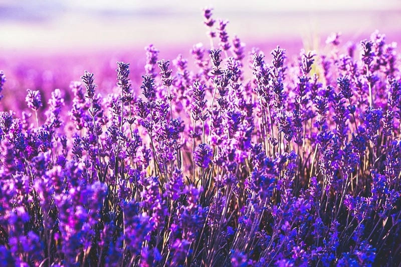 Lavender tím rực khắp các cánh đồng