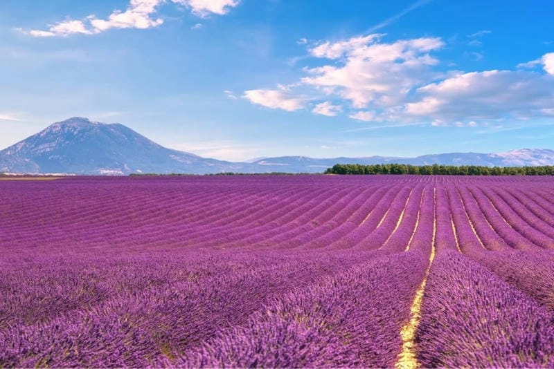 Vẻ đẹp tím mộng mơ của hoa lavender