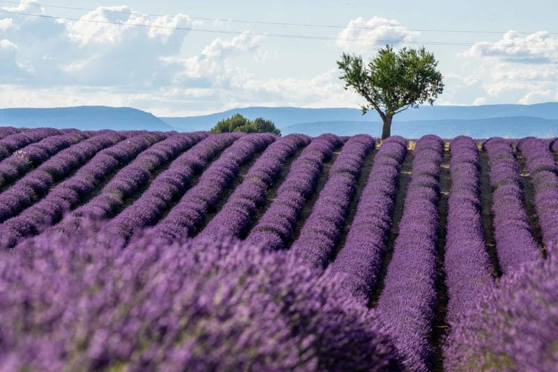 Cánh đồng lavender tím mộng mơ