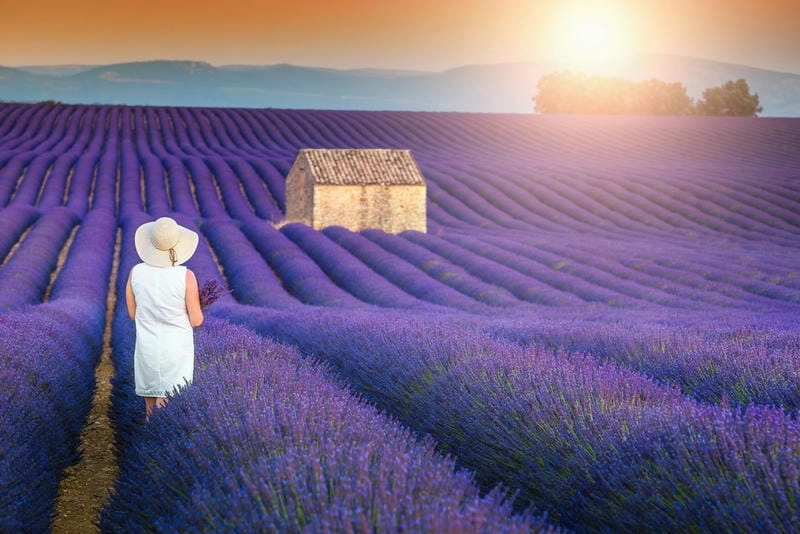 Bình minh lavender đẹp đến nao lòng