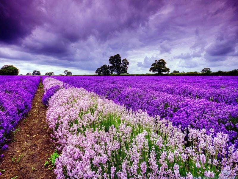 Sương mù lavender buổi sớm mai huyền ảo