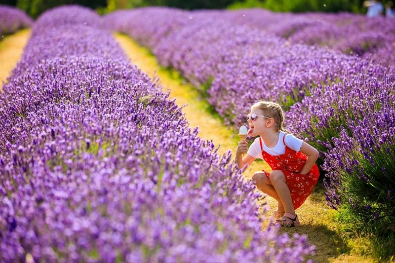 Hoa lavender nở rộ khắp Tây Ban Nha