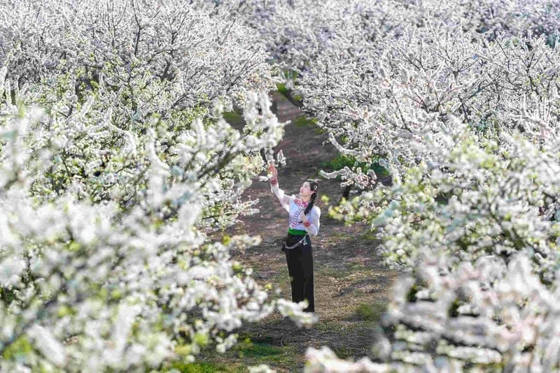 Sắc trắng Mùa hoa mận Mộc Châu làm say lòng người