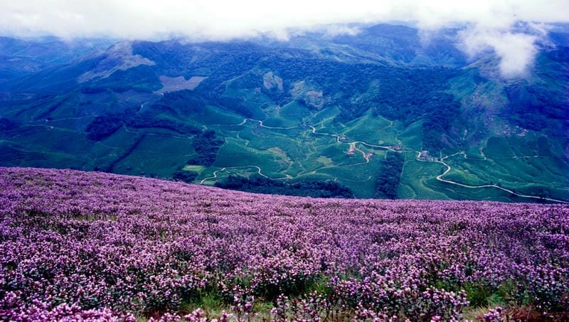 Địa điểm ngắm hoa Neelakurinji ở Ấn Độ
