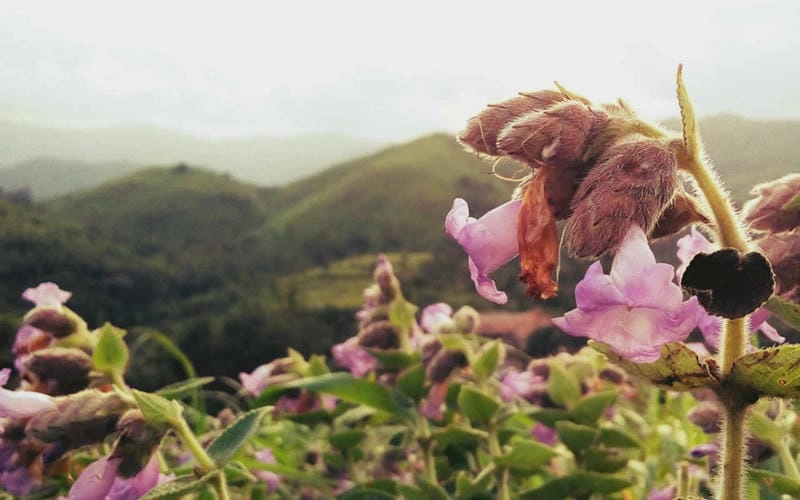 Mùa hoa Neelakurinji nở rộ khắp Ấn Độ