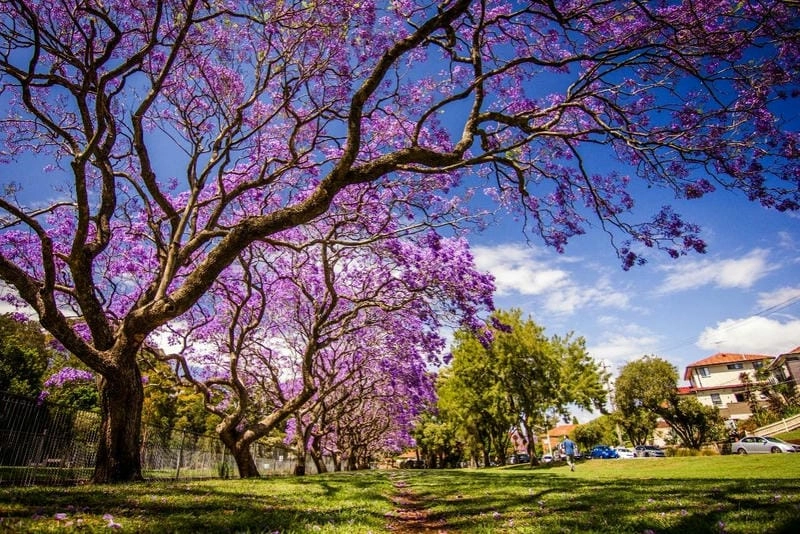 Vườn hoa phượng tím ở Bồ Đào Nha