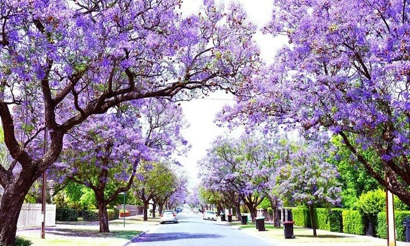 Ảnh phượng vĩ Úc đẹp rực rỡ trên từng góc phố