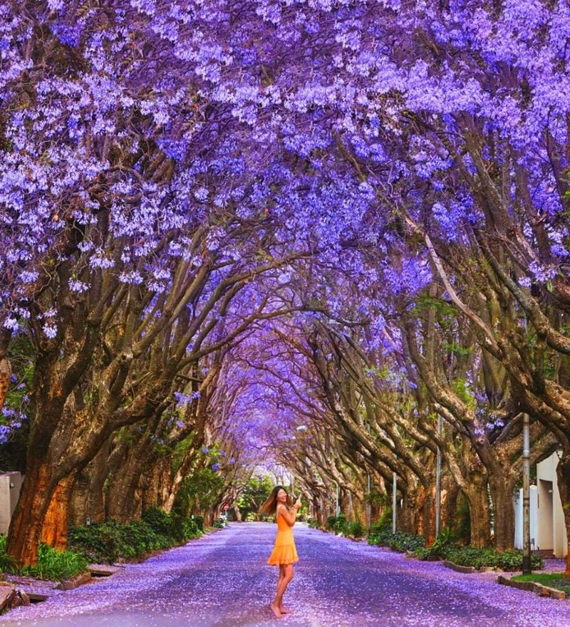 Đường phượng vĩ trải dài lãng mạn và rực rỡ