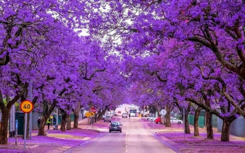 Hoàng hôn Queensland lãng mạn bên những cây phượng vĩ