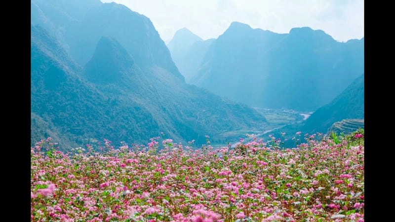 Mùa hoa tam giác mạch Hà Giang – thiên đường chụp ảnh