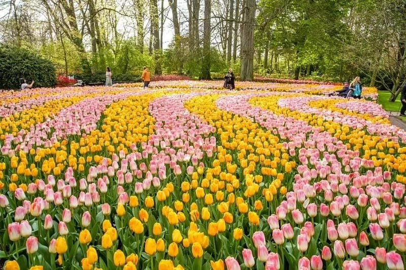 Chùm ảnh hoa tulip Hà Lan rực rỡ sắc màu.