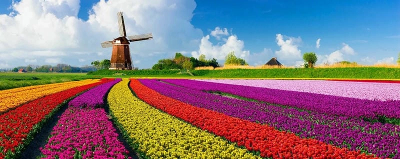 Vẻ đẹp rực rỡ của mùa hoa tulip Hà Lan khiến lòng người say đắm.