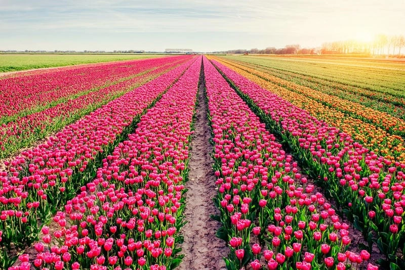Keukenhof mùa xuân ngập tràn sắc tulip.