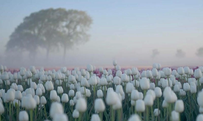 Sương mù tulip buổi sớm mai huyền ảo.