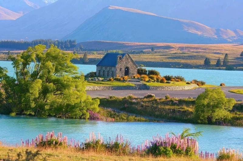 Ảnh hoa Lupins New Zealand đẹp rực rỡ