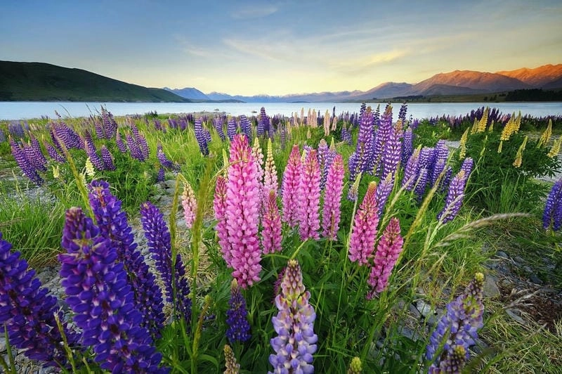 Lupins rực rỡ khắp các cánh đồng