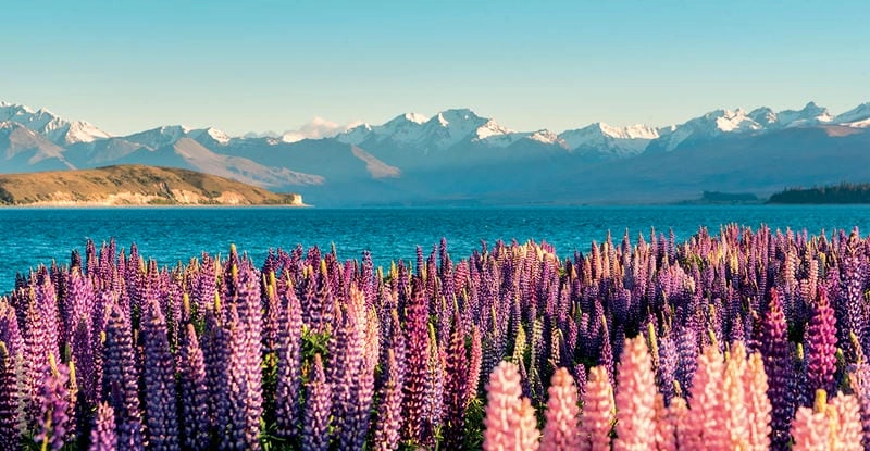 Vẻ đẹp rực rỡ của hoa Lupins New Zealand