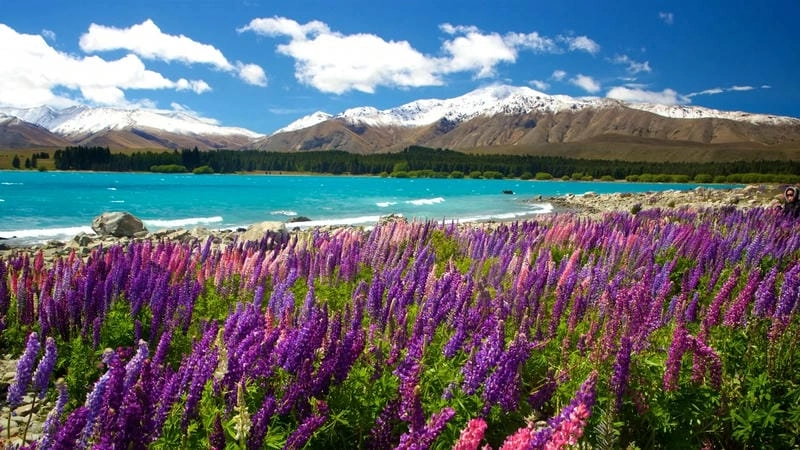 Địa điểm ngắm hoa Lupins ở New Zealand