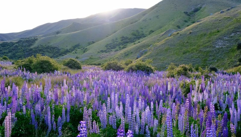 Bình minh Lupins đẹp đến nao lòng