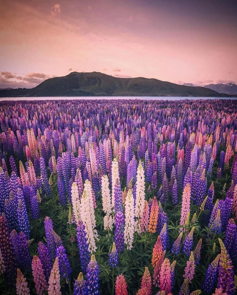 Hoàng hôn New Zealand lãng mạn vô cùng