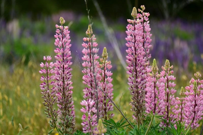 Hoa Lupins nở rộ khắp New Zealand