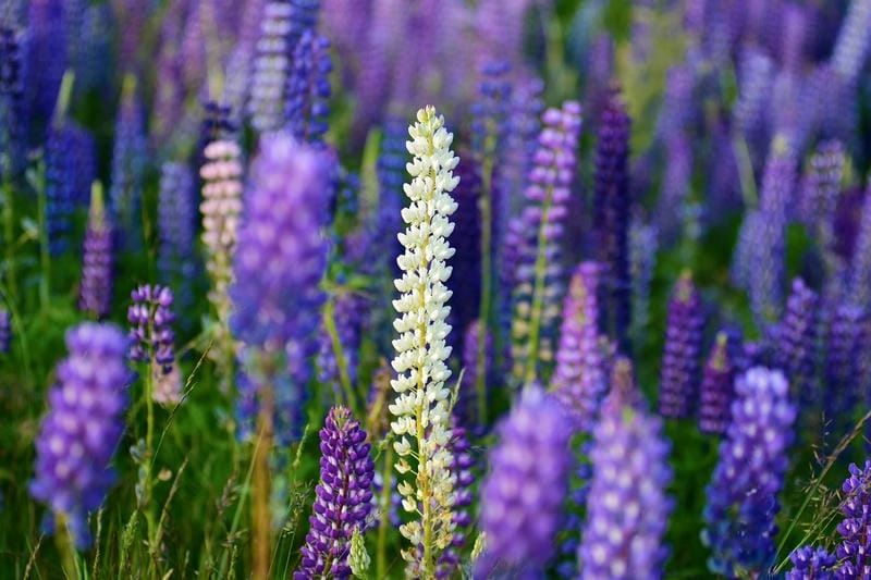 New Zealand thơ mộng cùng hoa Lupins