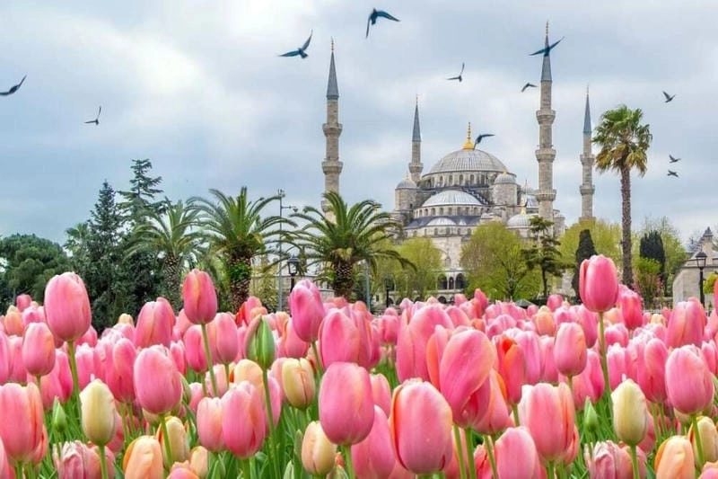 Những điểm ngắm tulip nổi tiếng ở Thổ Nhĩ Kỳ đẹp như tranh vẽ