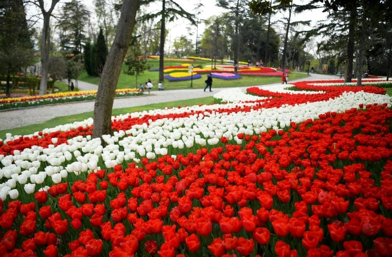 Mùa xuân Istanbul ngập tràn sắc hoa tulip