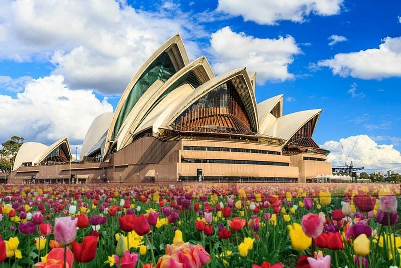 Vẻ đẹp rực rỡ của tulip ở Úc