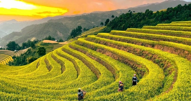 Từng bậc lấp lánh ruộng bậc thang lúa chín