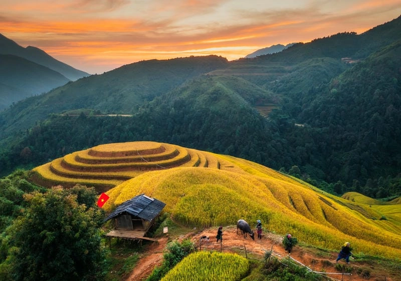 Chiều buông quyến rũ hoàng hôn lúa chín