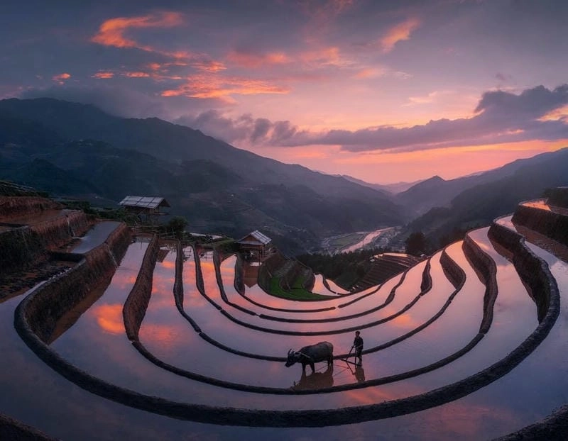 Mờ ảo đẹp lặng sương mù lúa chín