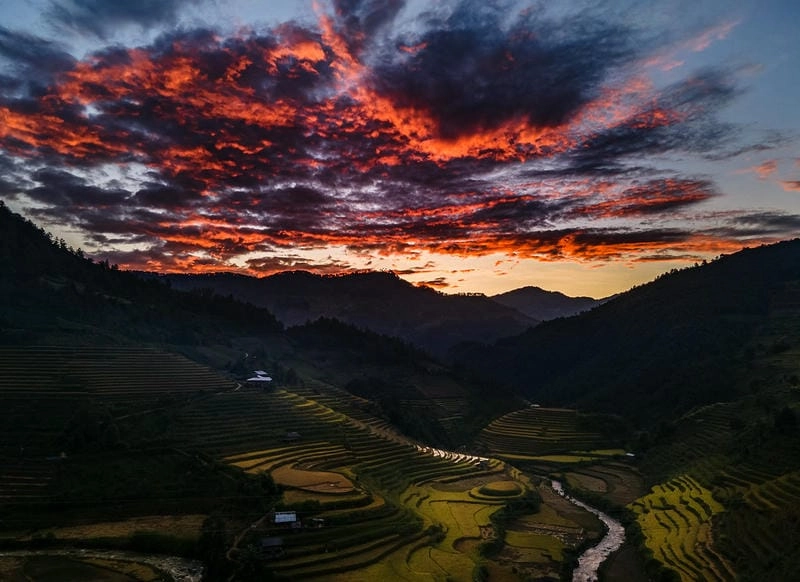 Lặng yên huyền ảo mùa lúa về đêm