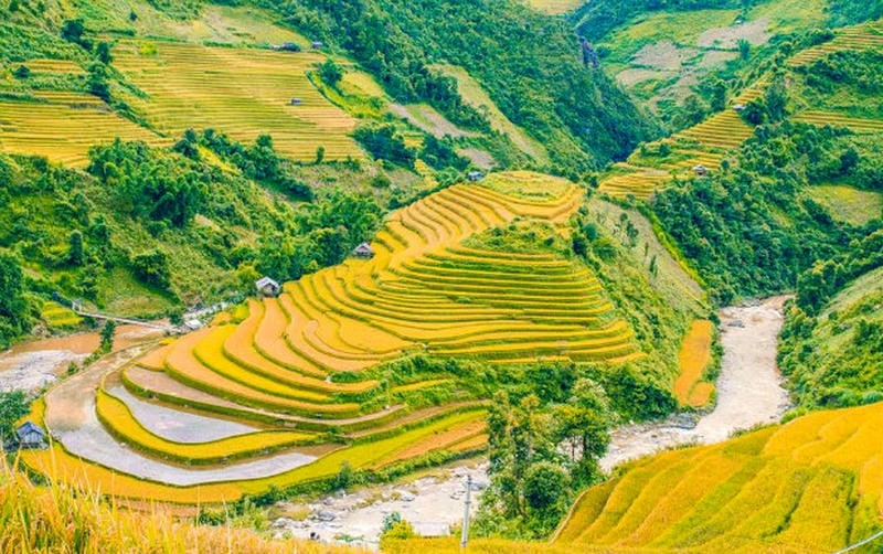 Vàng óng quyến rũ ảnh lúa chín Mù Cang Chải