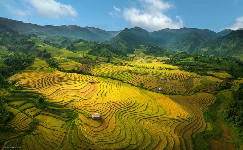 Mùa lúa chín Sapa phủ vàng khắp thung lũng