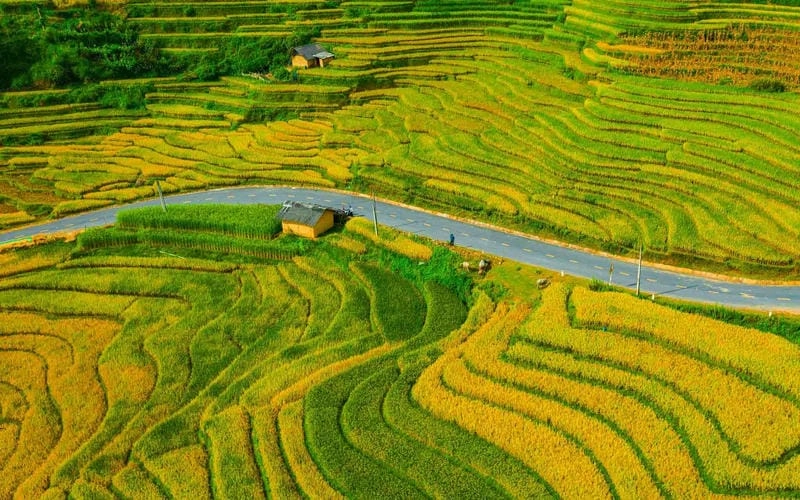 Ngập tràn sắc thu lúa vàng Lào Cai