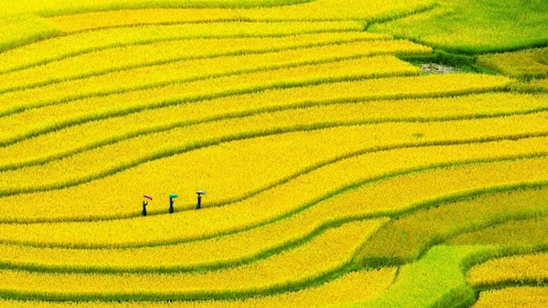 Trập trùng sắc vàng ruộng bậc thang Lào Cai