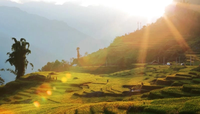 Sáng bừng không gian bình minh lúa chín