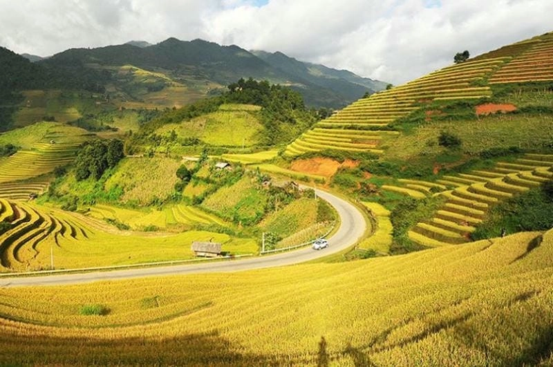 Bộ sưu tập ảnh lúa chín Mộc Châu quyến rũ mọi ánh nhìn