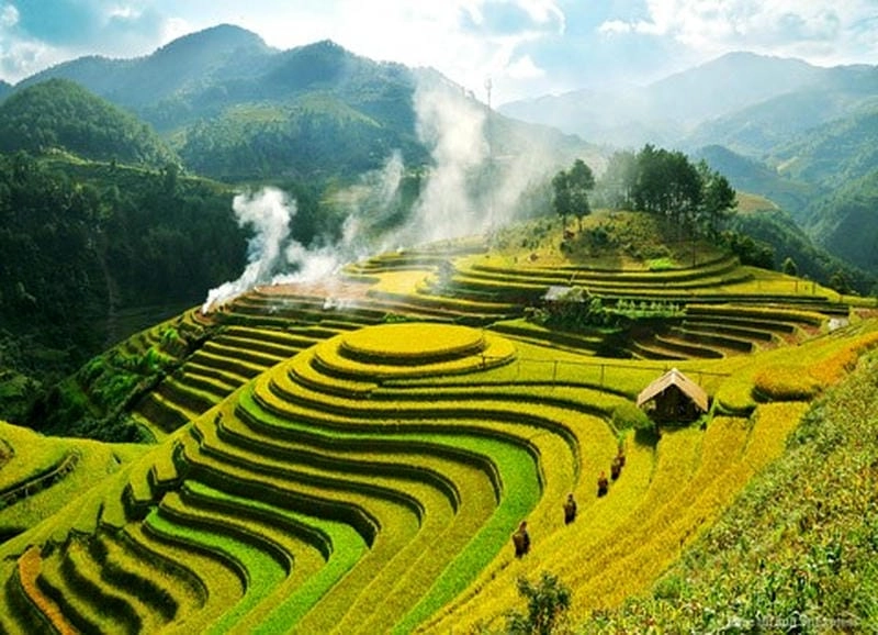 Khung cảnh sương mù lúa chín ẩn hiện đầy mê hoặc