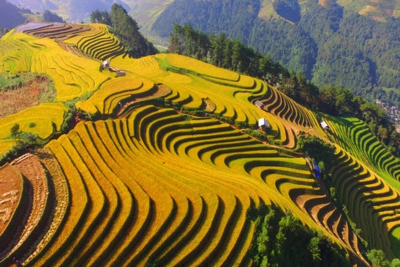 Ảnh lúa chín Yên Bái đẹp rực rỡ níu chân khách tham quan