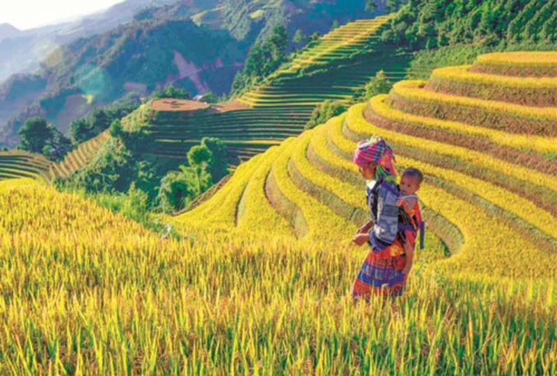 Lúa vàng Yên Bái mùa thu trải dài khiến lòng người say