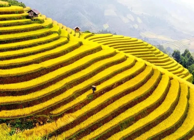 Vẻ đẹp mùa thu lúa chín ở Yên Bái say đắm lòng người