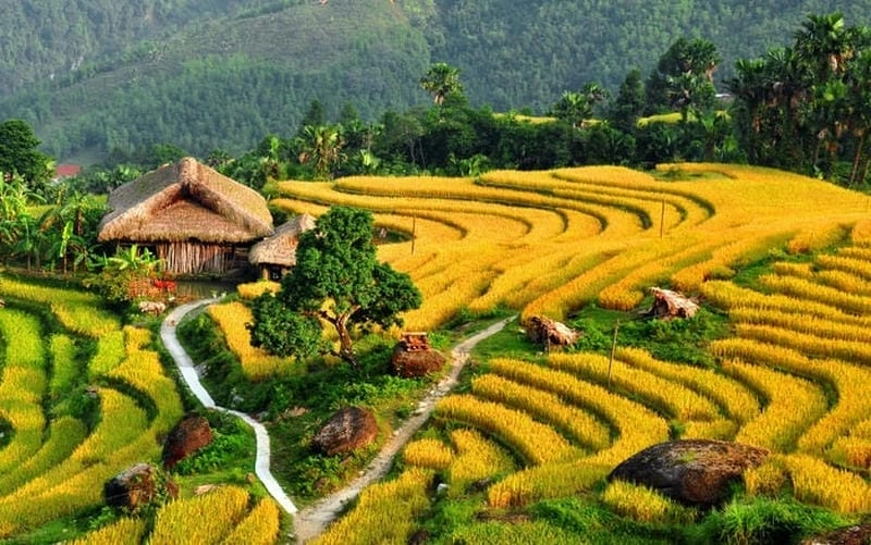 Yên Bái thu hút du khách bởi lúa chín vàng rực mùa thu