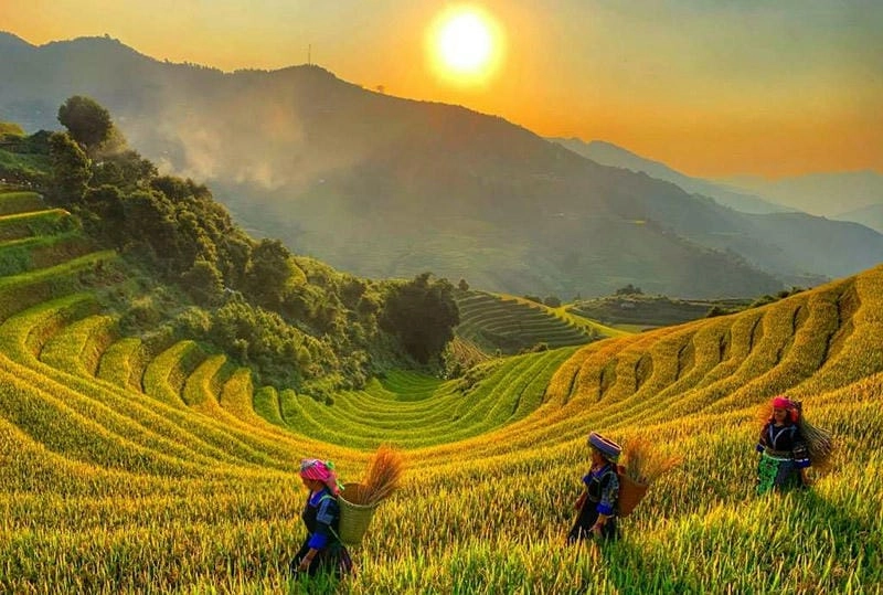 Bình minh lúa chín ở Yên Bái đẹp ngỡ ngàng làm say lòng