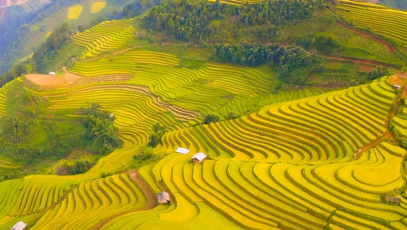 Yên Bái thơ mộng mùa thu vàng rực lúa chín ngỡ như tranh